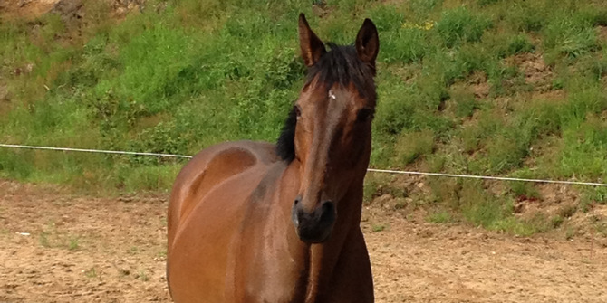 Brun häst i en hage