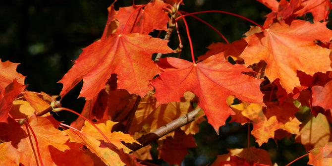 Höstlöv med starka färger.