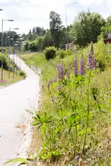 Lupiner vid cykelväg.